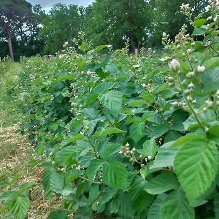 Casa Evelina, Armonia Del Passato Nel Rispetto Della Natura *